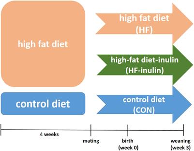 Maternal Inulin Supplementation Alters Hepatic DNA Methylation Profile and Improves Glucose Metabolism in Offspring Mice